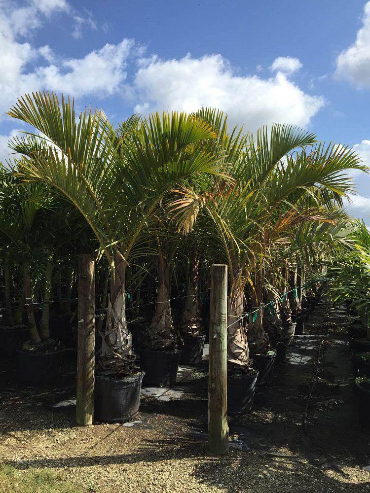 Spindle Palm Tree - Palms and Plants Canada (formerly Norfolk Exotics)