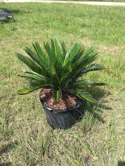 King Sago - Palms and Plants Canada (formerly Norfolk Exotics)