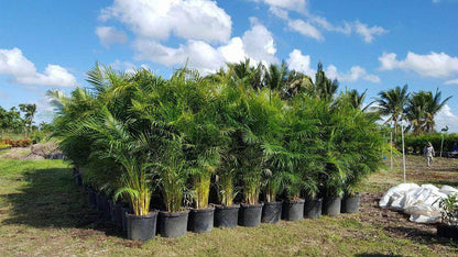 Areca Palm - Palms and Plants Canada (formerly Norfolk Exotics)