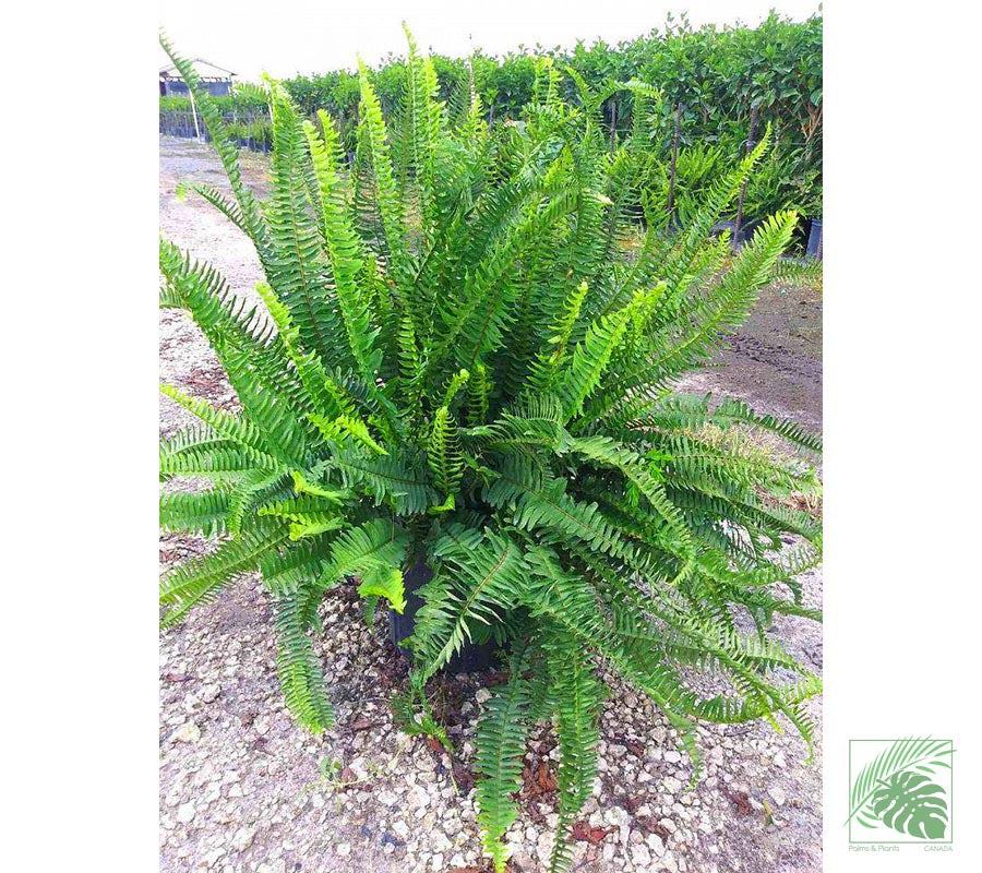 Kimberly Fern - Palms and Plants Canada (formerly Norfolk Exotics)