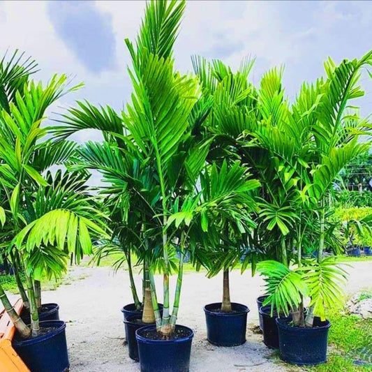 Alexander Palm - Palms and Plants Canada (formerly Norfolk Exotics)