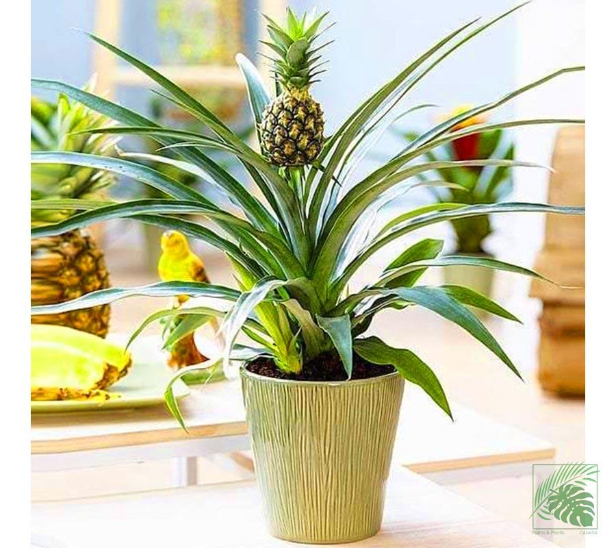 Edible Pineapple - Palms and Plants Canada (formerly Norfolk Exotics)