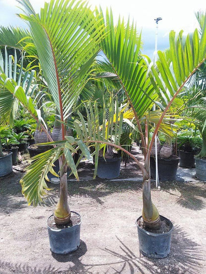 Bottle Palm Tree - Palms and Plants Canada (formerly Norfolk Exotics)