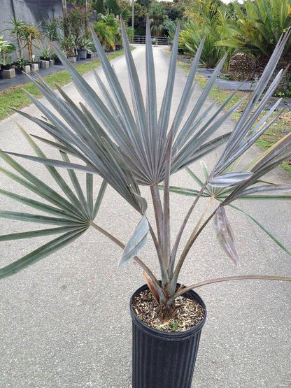 Bismarckia Palm Tree - Palms and Plants Canada (formerly Norfolk Exotics)