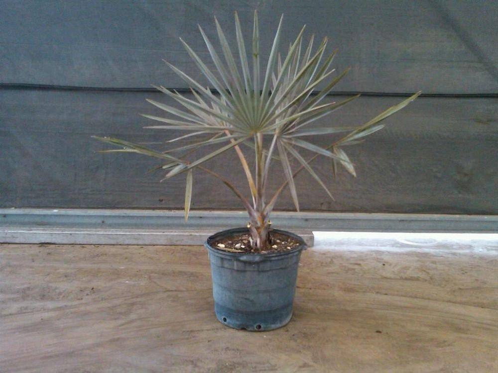 Bismarckia Palm Tree - Palms and Plants Canada (formerly Norfolk Exotics)