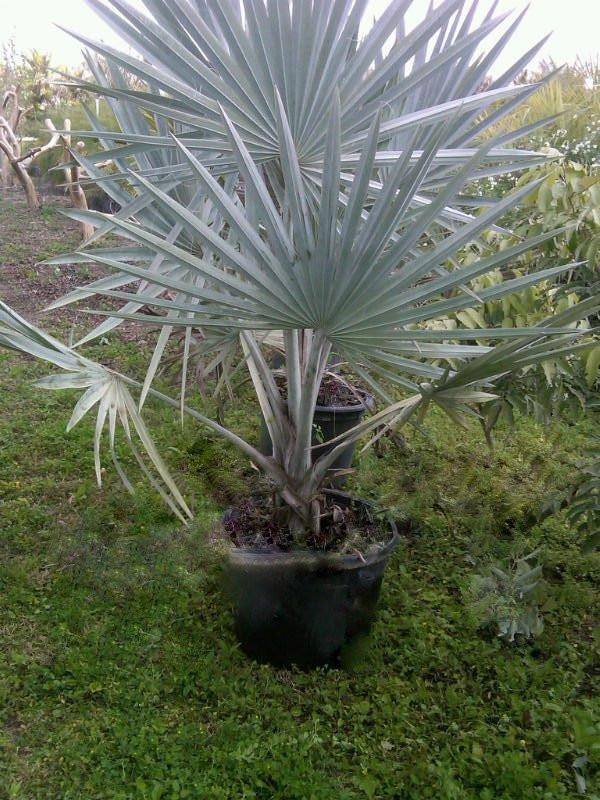 Bismarckia Palm Tree - Palms and Plants Canada (formerly Norfolk Exotics)