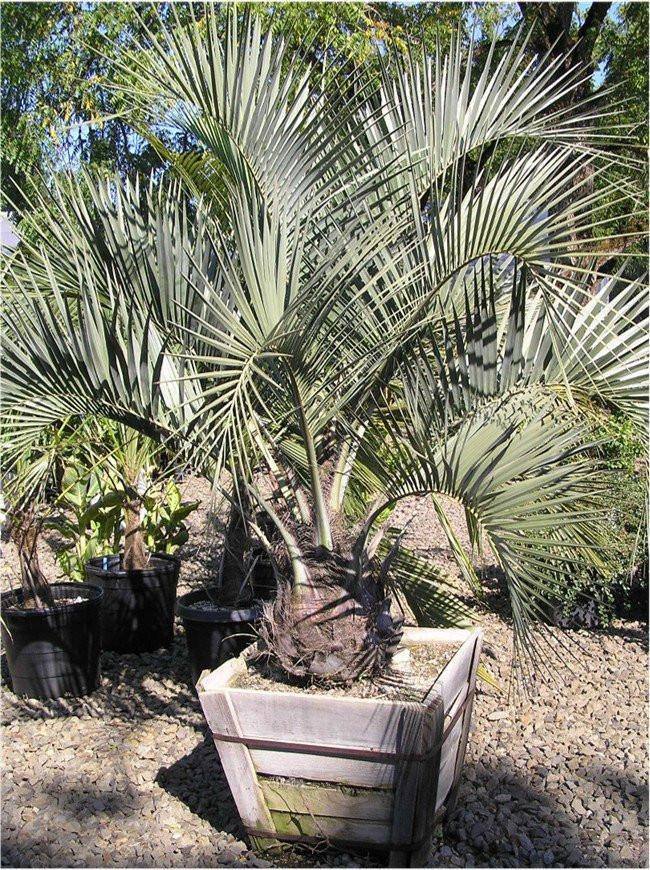 Butia Palm Tree - Palms and Plants Canada (formerly Norfolk Exotics)