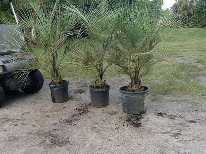 Butia Palm Tree - Palms and Plants Canada (formerly Norfolk Exotics)