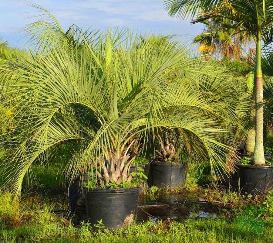 Butia Palm Tree - Palms and Plants Canada (formerly Norfolk Exotics)