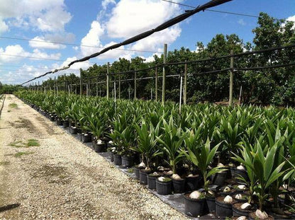 Coconut Palm Tree - Palms and Plants Canada (formerly Norfolk Exotics)
