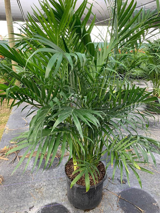 Cat Palm