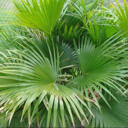 asian palm plant Chinese Fan Palm Tree – Palms and Plants Canada