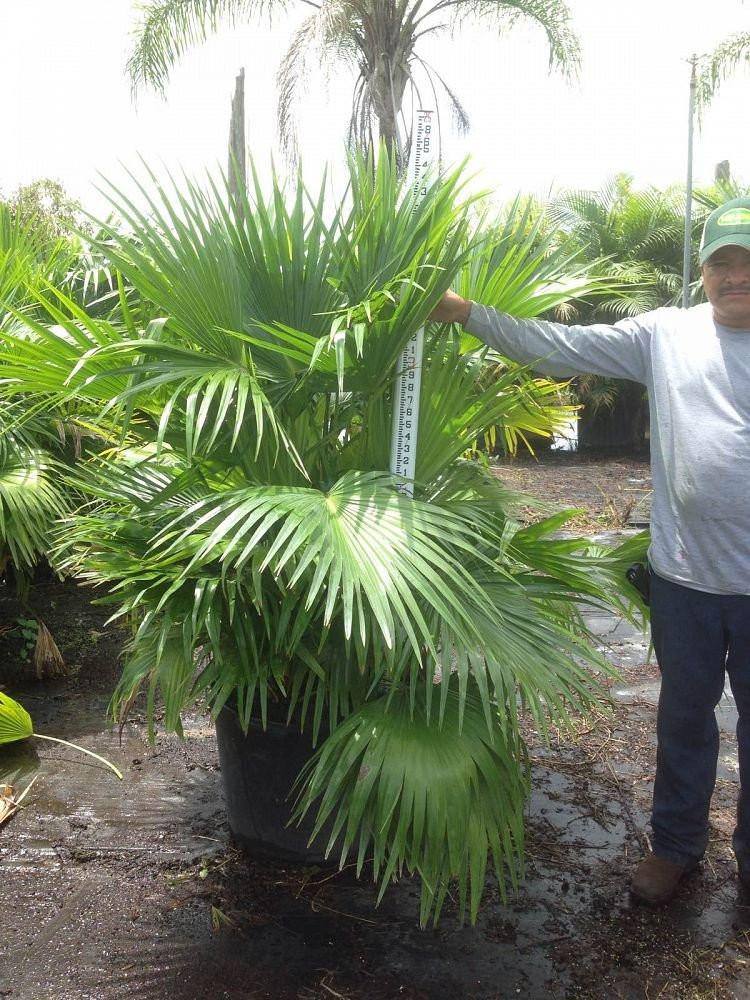 Chinese Fan Palm Tree - Palms and Plants Canada (formerly Norfolk Exotics)