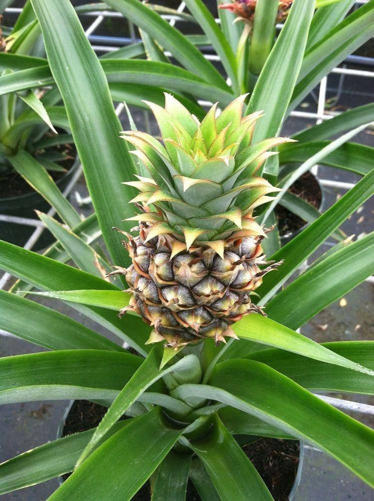 Edible Pineapple - Palms and Plants Canada (formerly Norfolk Exotics)