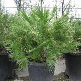 European Fan Palm - Palms and Plants Canada (formerly Norfolk Exotics)