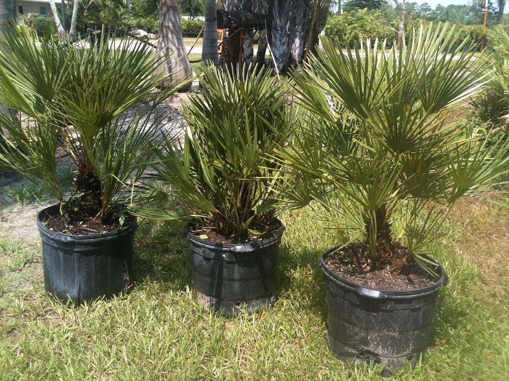 European Fan Palm - Palms and Plants Canada (formerly Norfolk Exotics)