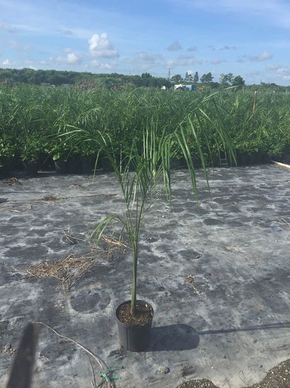 Royal / Cuban Palm