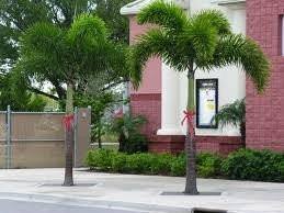 Foxtail Palm Tree - Palms and Plants Canada (formerly Norfolk Exotics)