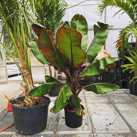 Red Banana Plant - Palms and Plants Canada (formerly Norfolk Exotics)