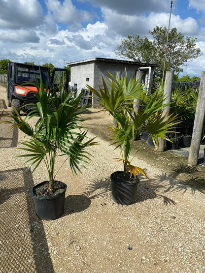 Florida Thatch Palm - Palms and Plants Canada (formerly Norfolk Exotics)