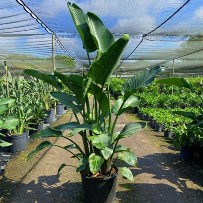 Bird of Paradise - Palms and Plants Canada (formerly Norfolk Exotics)