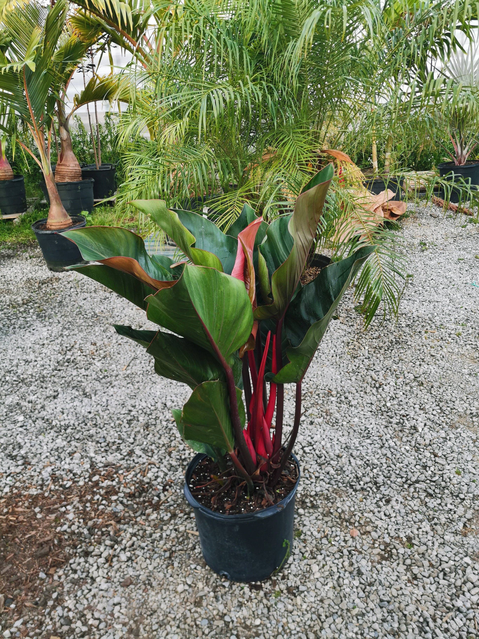 Rojo Congo Philodendron - Palms and Plants Canada (formerly Norfolk Exotics)
