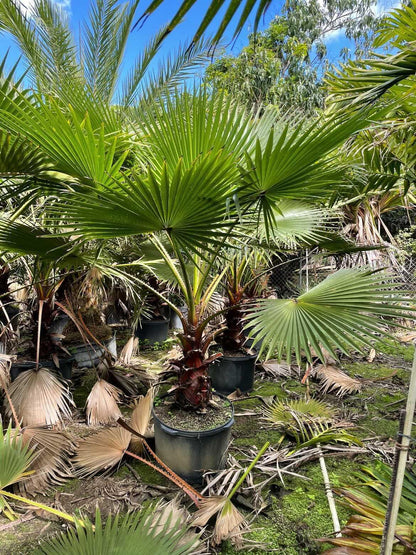 Washingtonia Robusta - Palms and Plants Canada (formerly Norfolk Exotics)