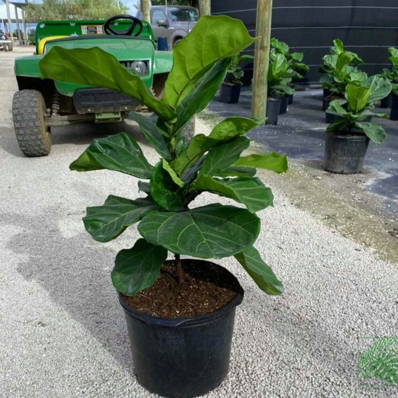 Fiddle Leaf Fig - Ficus Lyrata - Palms and Plants Canada (formerly Norfolk Exotics)