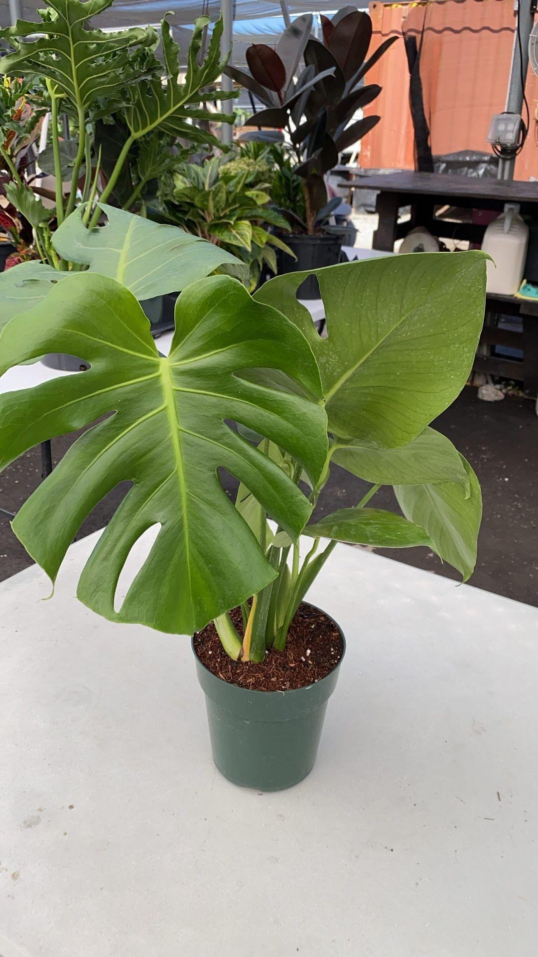 Monstera Deliciosa - Palms and Plants Canada (formerly Norfolk Exotics)