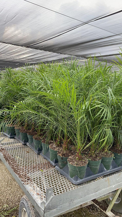 Pygmy Date Palm Tree ( Roebelinii ) - Palms and Plants Canada (formerly Norfolk Exotics)