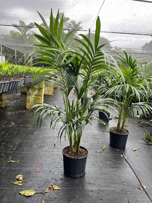 Kentia Palm