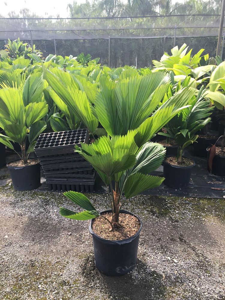 Grand Licuala Palm