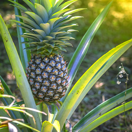 Pineapple (Edible)