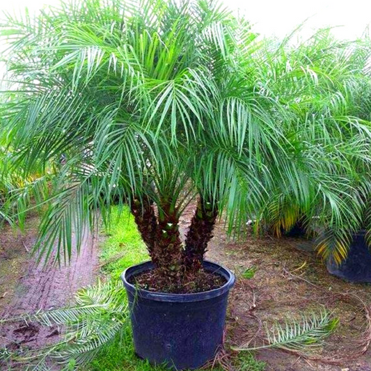 Pygmy Date Palm