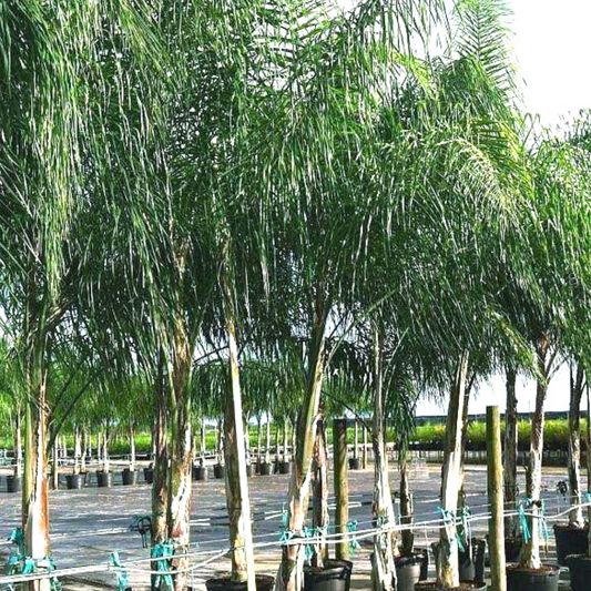 Queen Palm Tree