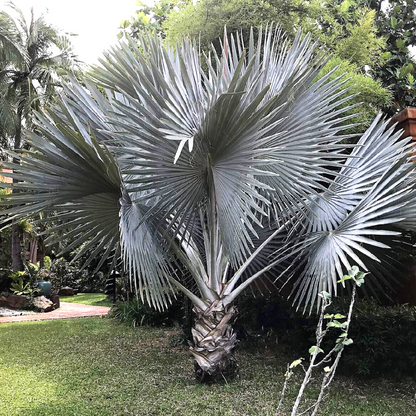 Silver Bismarck Palm Tree