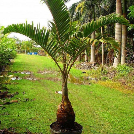 Bottle Palm Tree