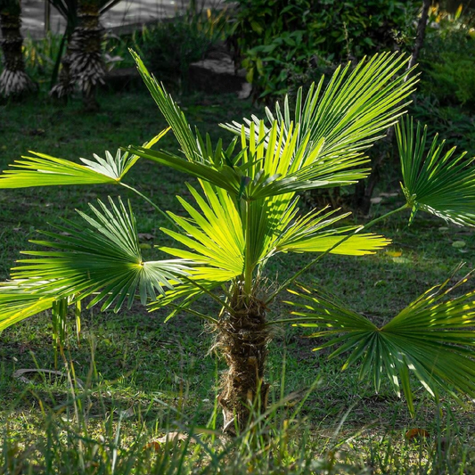 Windmill Palm Tree