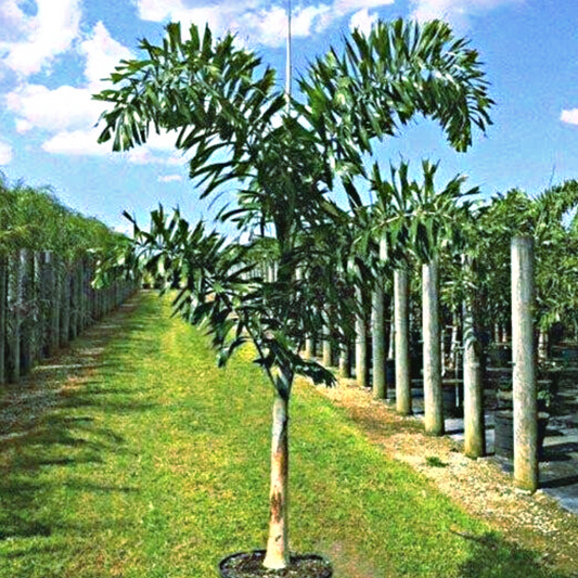 Foxtail Palm Tree