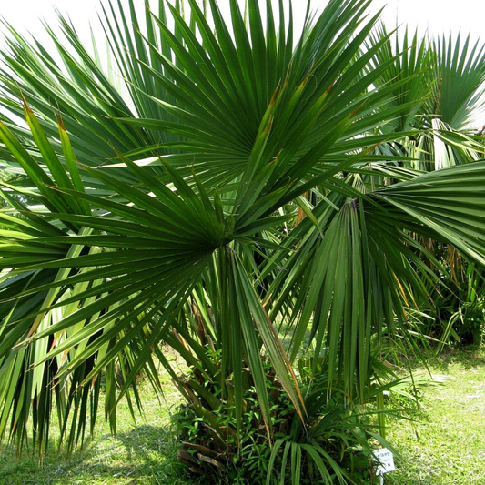 Dwarf Blue-Stem Palmetto