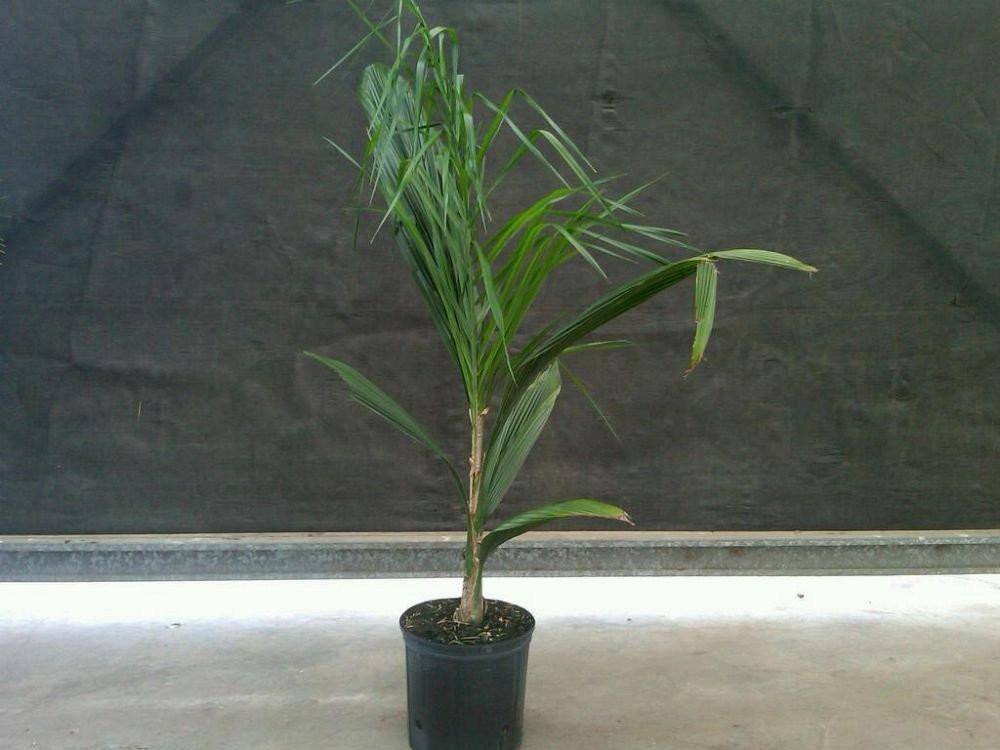 Queen Palm Tree - Palms and Plants Canada (formerly Norfolk Exotics)