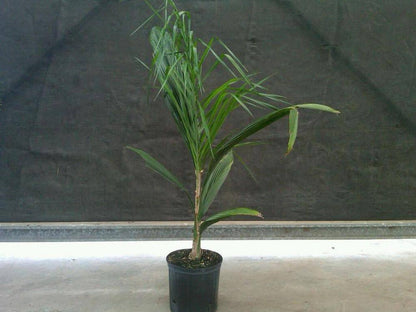 Queen Palm Tree - Palms and Plants Canada (formerly Norfolk Exotics)