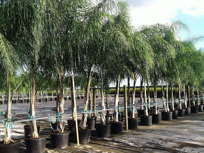 Queen Palm Tree - Palms and Plants Canada (formerly Norfolk Exotics)