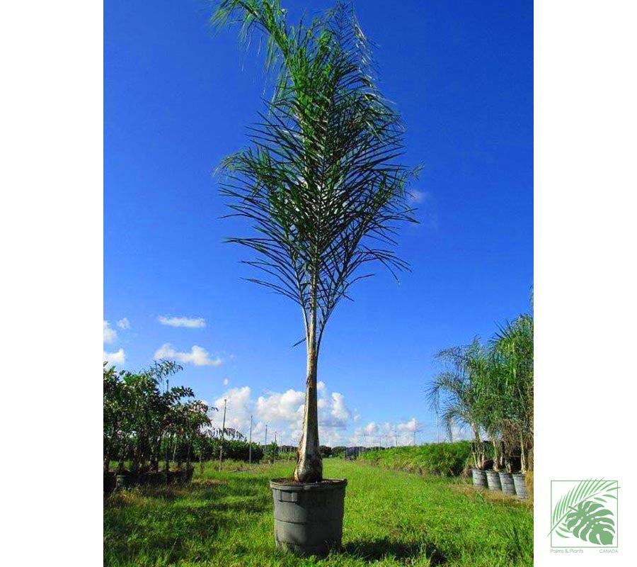 Queen Palm Tree - Palms and Plants Canada (formerly Norfolk Exotics)