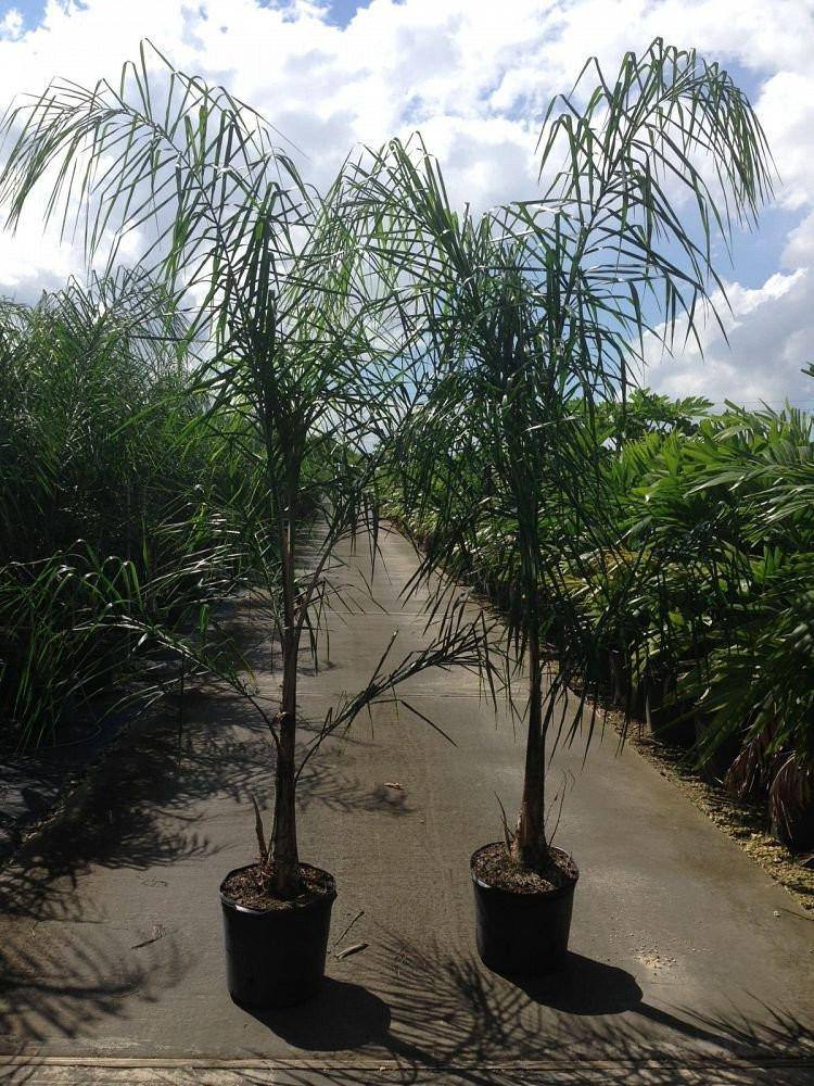 Queen Palm Tree - Palms and Plants Canada (formerly Norfolk Exotics)