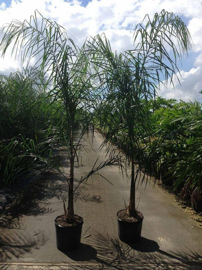 Queen Palm Tree - Palms and Plants Canada (formerly Norfolk Exotics)