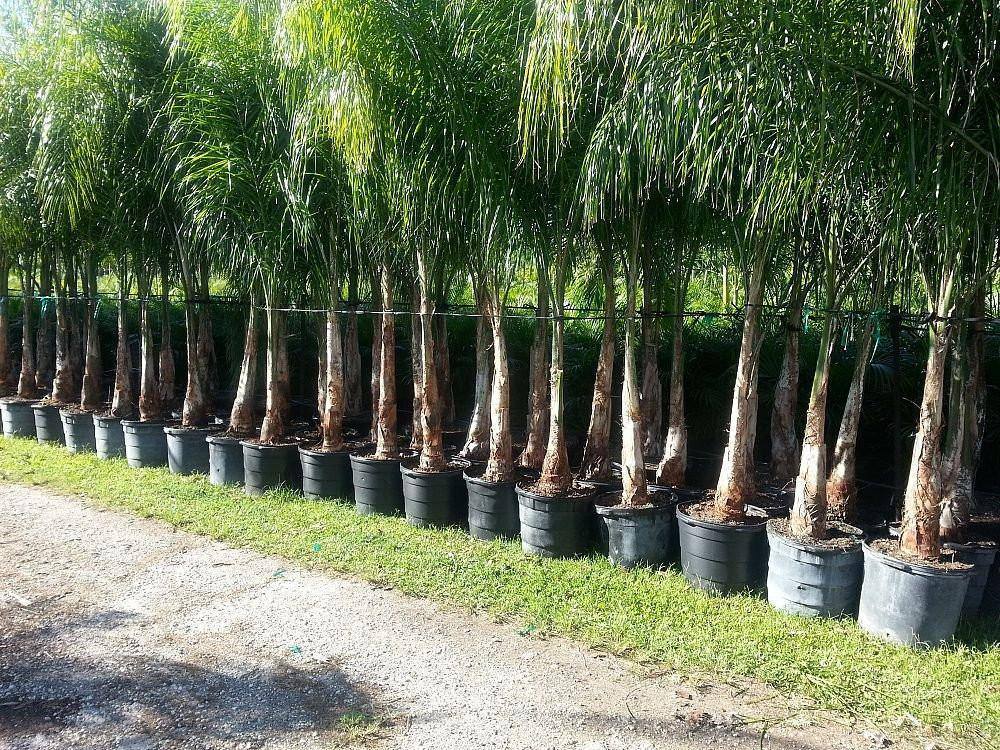 Queen Palm Tree - Palms and Plants Canada (formerly Norfolk Exotics)