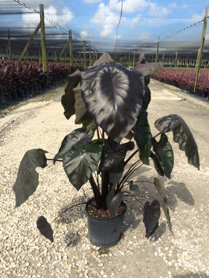 Royal Hawaiian Black Coral Taro