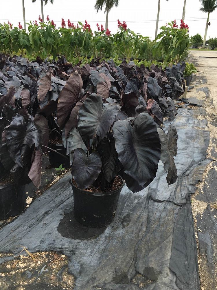 Royal Hawaiian Black Coral Taro