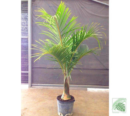 Spindle Palm Tree - Palms and Plants Canada (formerly Norfolk Exotics)